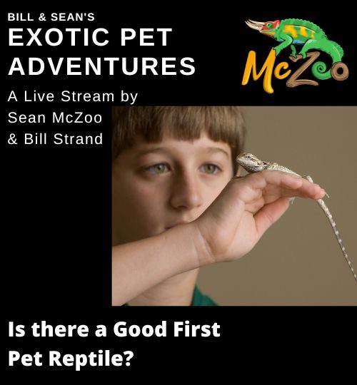 Are reptiles good for kids?